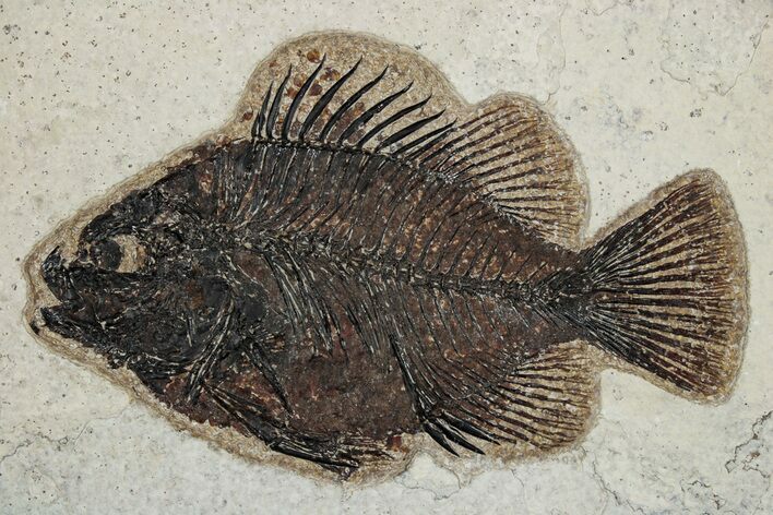 Elegant Fossil Fish (Cockerellites) - Wyoming #251901